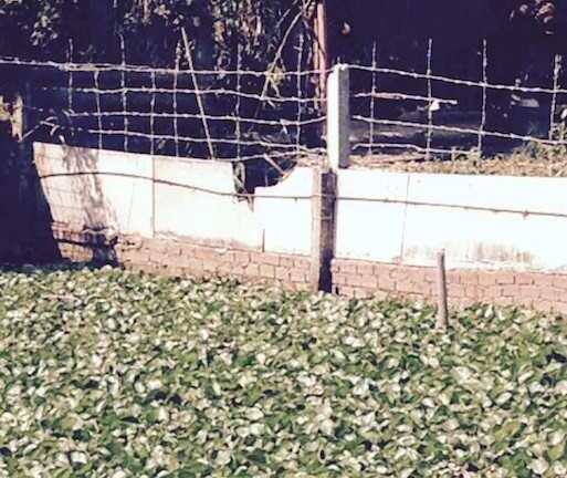 Kẻ trộm cua đinh ngâm mình dưới ao cả giờ vì sợ bị đánh