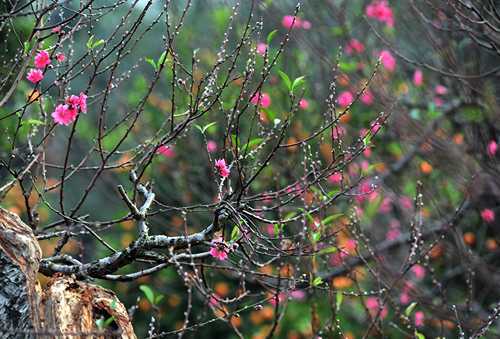 Cách chọn hoa đào đẹp nhất cho ngày tết