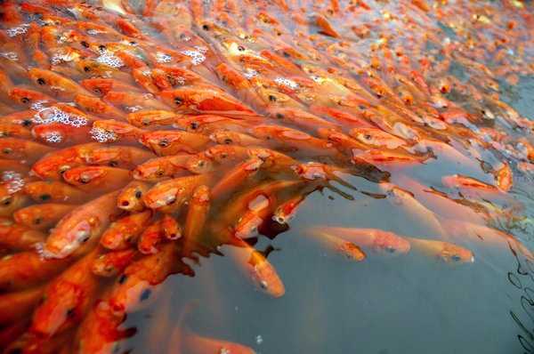 Bị nợ lương, dân xây dựng đi buôn cá kiếm Tết