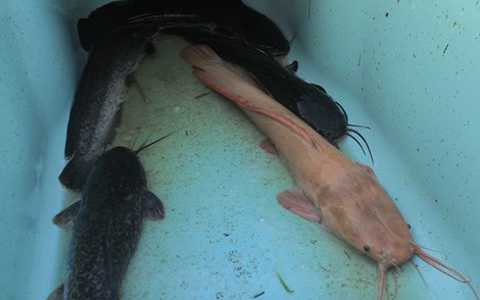 Bắt được cá trê 'bạch tạng' trên sông Sài Gòn