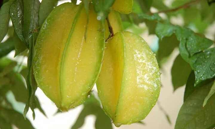 Những bài thuốc dân gian chữa bệnh thần kỳ từ quả khế chua