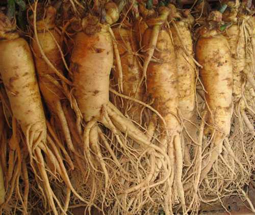 Phát hiện lạ ở Bắc Giang: Nơi củ sâm to như củ sắn