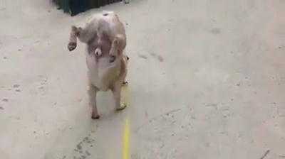 Chú chó 'quái chiêu'