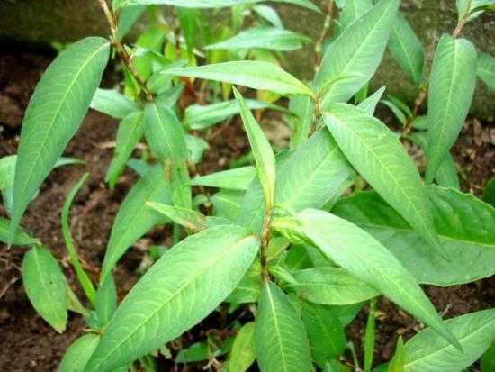 Những loại rau mẹ bầu cấm ăn