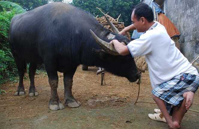Kỳ lạ con trâu mang trái tim người