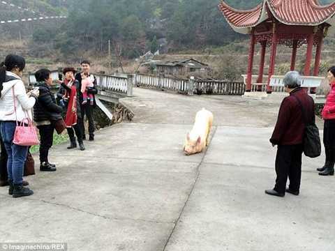 Video: Lợn quỳ gối trước cổng chùa cầu cứu