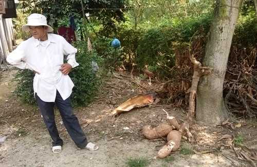 Nông dân Quảng Trị đào được bụi sắn 'khủng'