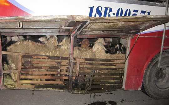 'Làm chuồng' chở dê, cừu dưới gầm xe khách