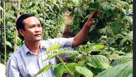 Thành tỷ phú từ trồng cây phúc bồn tử