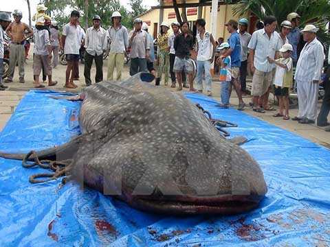 Bạc Liêu tiếp nhận cá voi nặng 250kg mắc lưới ngư dân