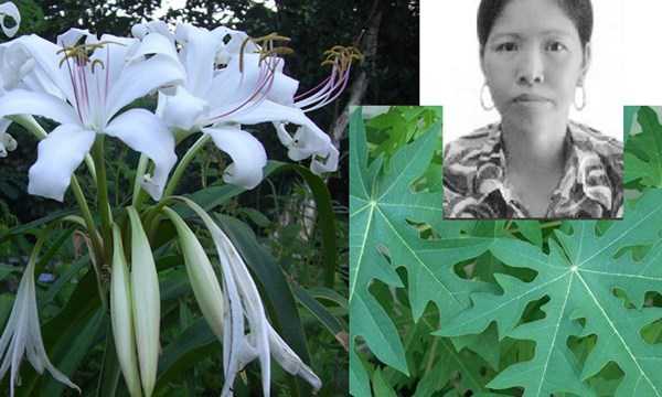 Kỳ tích của người phụ nữ chiến thắng ung thư nhờ lá đu đủ