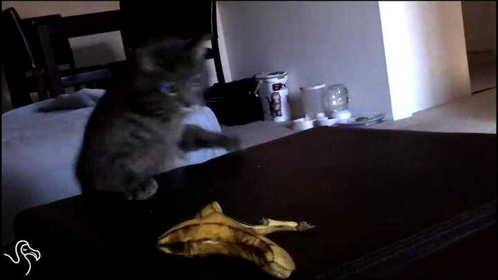 Hài hước những con mèo sợ chuối