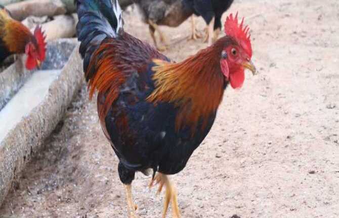 Ly kỳ chuyện săn 'ma gà' giữa đại ngàn Phú Thọ