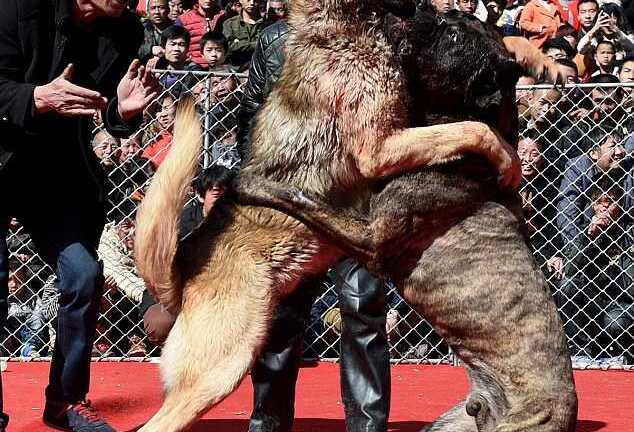 Những màn tử chiến rợn người của chó chọi