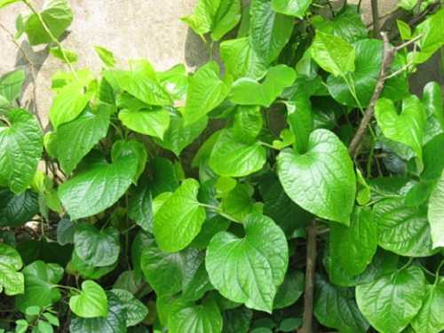 Đánh bay mùi hôi chân đơn giản với lá lốt