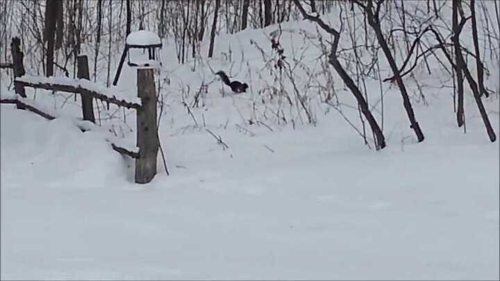 Cười lăn lóc với con sóc bị 'say' men