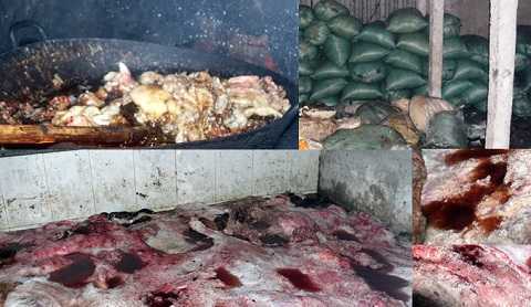 Phát hiện hàng tấn mỡ bốc mùi trong cơ sở giết mổ gia súc