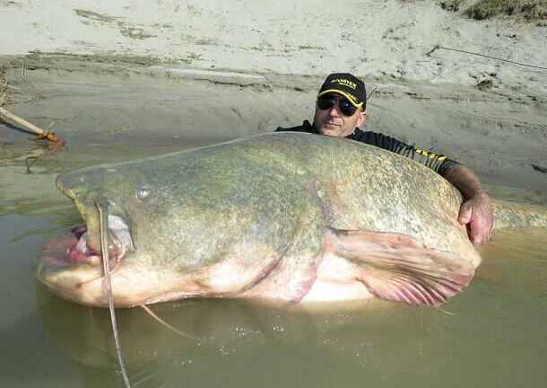 Cận cảnh cá da trơn khổng lồ câu được trên sông