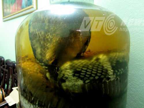 Đại hổ chúa khổng lồ dài 7m, nặng 21kg bị tóm trong rừng thẳm