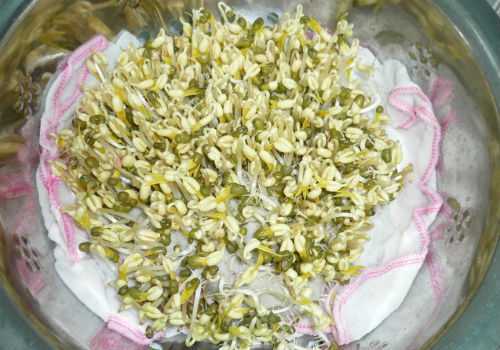 Tự làm giá đỗ tại nhà thật đơn giản và an toàn