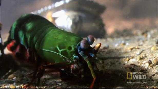 Clip: Tôm tung đòn 'sấm sét' phá vỡ chai thủy tinh