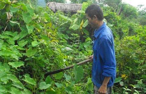 Bài thuốc lạ trị bệnh gan giúp nhiều người trở về từ… cõi chết