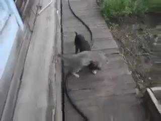 Cười vỡ bụng xem chó cõng mèo