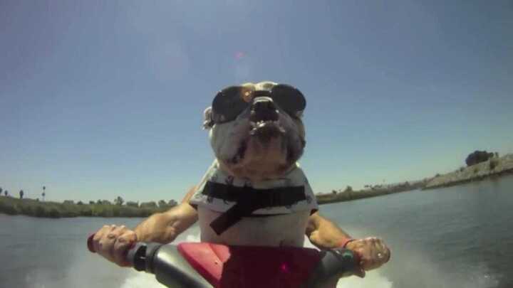 Phì cười xem chó lái môtô lướt sóng