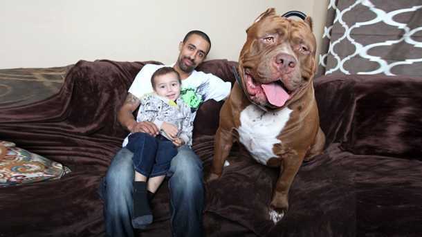 Chú chó pitbull khổng lồ nặng 80kg