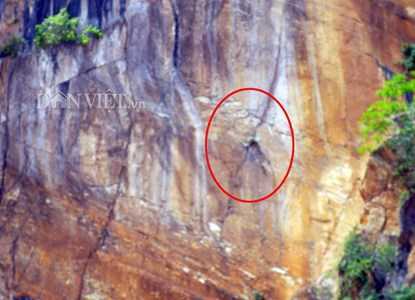 Đi tìm ‘cây thần’ giúp ‘cải tử hoàn sinh’ trên dãy Pha Long