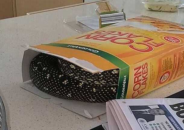 Tá hỏa phát hiện trăn dài 2 mét trong hộp ngũ cốc