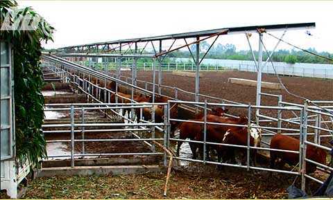 Bị ‘bò hành’, cả làng đeo khẩu trang đi ngủ