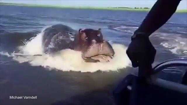 Suýt mất mạng vì gặp hà mã dưới sông