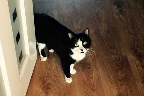 Kỳ lạ chú mèo nửa đực, nửa cái Marbles