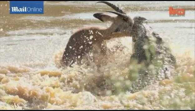 Cá sấu há miệng giữa sông đớp gọn linh dương