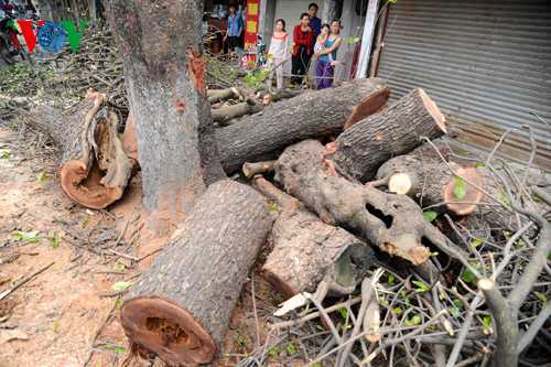 Chặt 6.700 cây xanh: Ông Trần Đăng Tuấn viết thư ngỏ gửi Chủ tịch Hà Nội