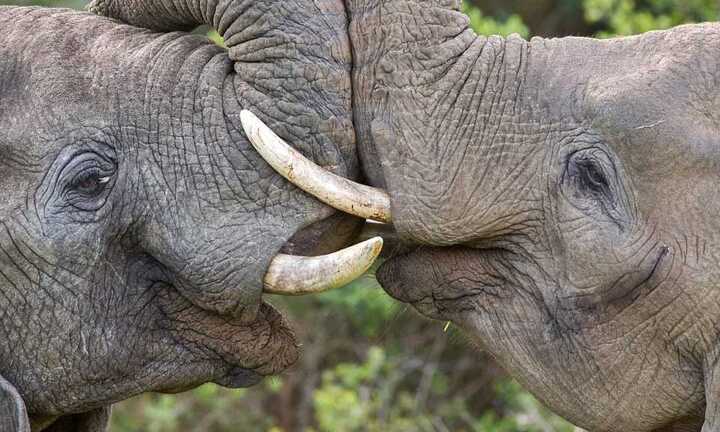 Màn 'khóa môi' lãng mạn của những chú voi
