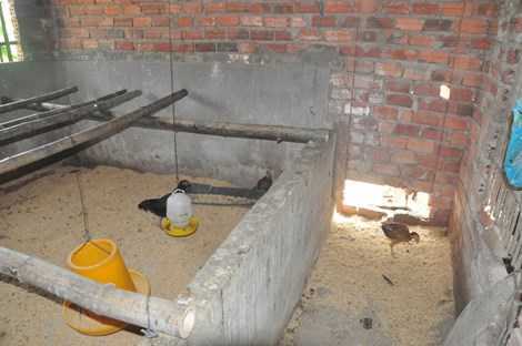 Quan xã ‘ăn chặn’ hơn 1.200 con gà: Quảng Nam lập đoàn thanh tra