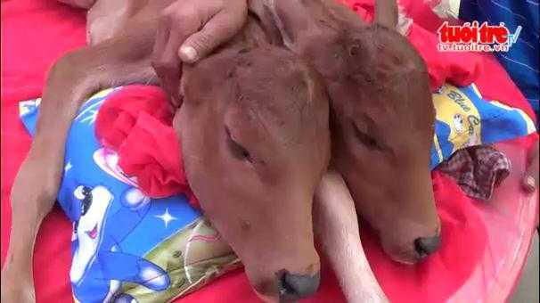 Clip: Chú bê 2 đầu gây chấn động An Giang