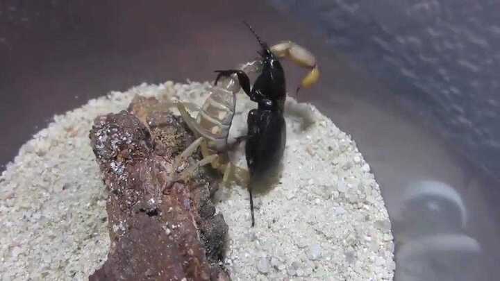 Video: Bọ chiến binh cắt đôi người bọ cạp quỷ ngoạn mục