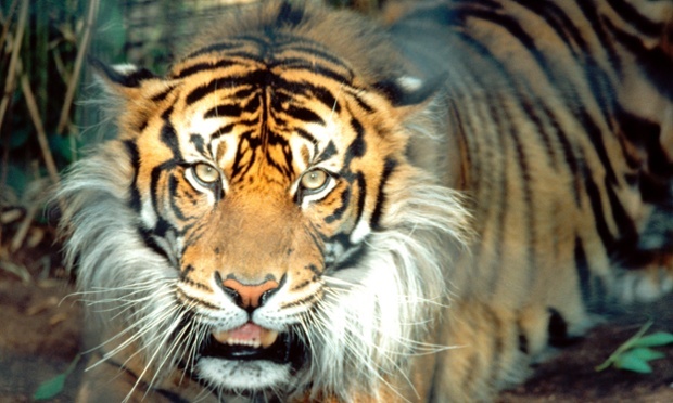 Thịt hổ, chân gấu tràn lan trong thực đơn cho khách Trung Quốc