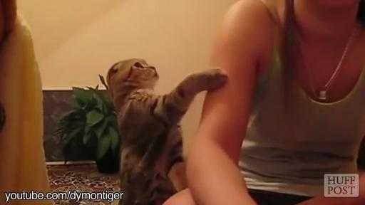 Clip mèo nũng nịu đòi vuốt ve làm tan chảy trái tim người xem