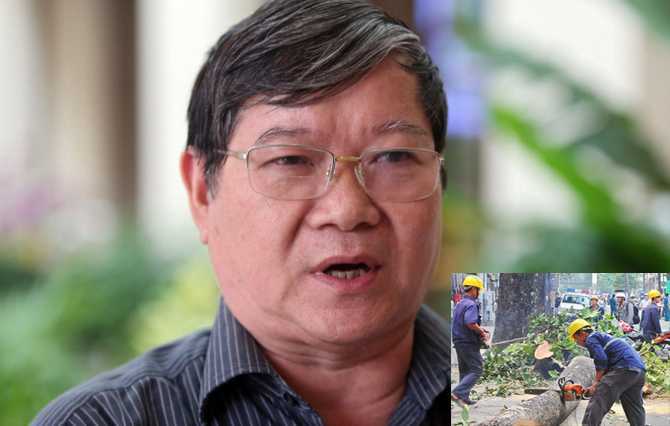 Quan chức Quốc hội: 'Hà Nội chặt 6.700 cây thiếu cân nhắc, vội vàng'