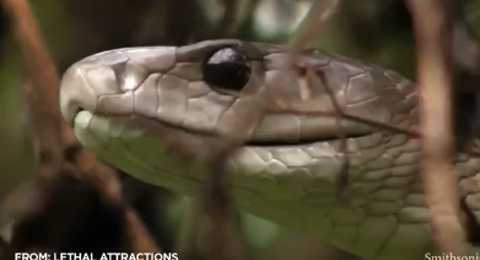 Loài rắn 'ác mộng châu Phi' tử chiến với chồn