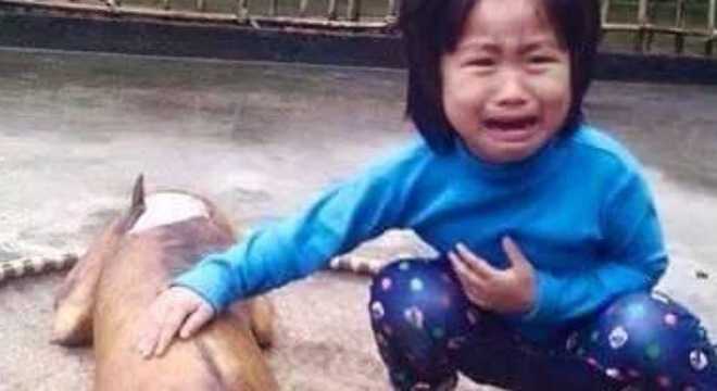 Điều chưa biết sau bức ảnh 'em bé khóc bên chú chó bị thui vàng'