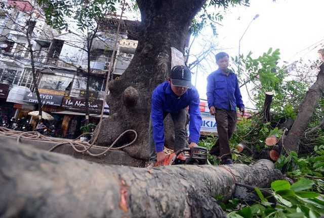 Bị nói 'nôn nóng' giục đốn hạ cây xanh: Nhà tài trợ lên tiếng