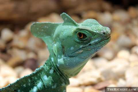 Kinh ngạc những động vật có siêu năng lực