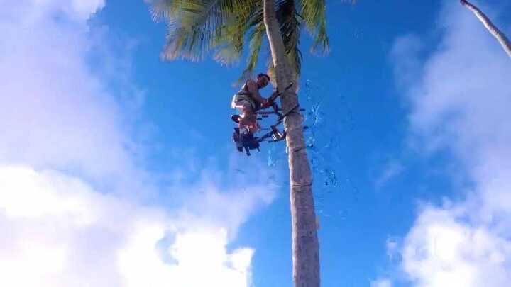 Dụng cụ leo cây dừa 'bá đạo'
