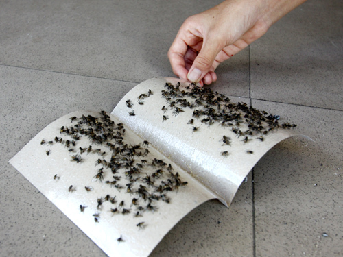 Mẹo hay đuổi mọi loại ruồi trong nhà