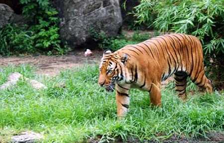 Thiếu nữ 13 tuổi bị cọp khổng lồ ăn thịt ở Tuyên Quang